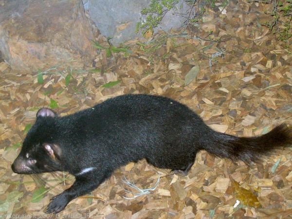 Tasmanian Devil | Sarcophilus harrisii photo