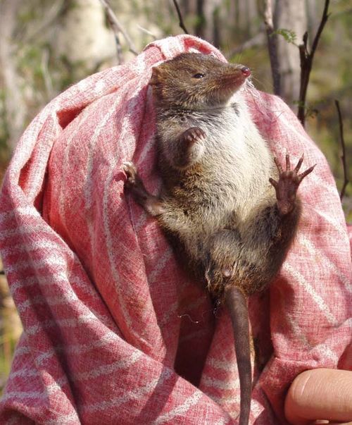 Dusky Antechinus | Antechinus swainsonii photo