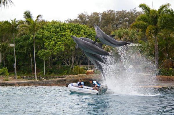 Bottlenose Dolphin | Tursiops truncatus photo