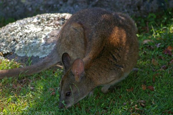 Red-necked Pademelon | Thylogale thetis photo