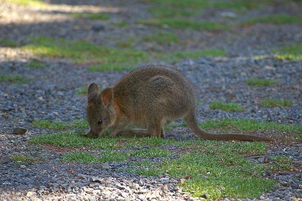 Red-necked Pademelon | Thylogale thetis photo