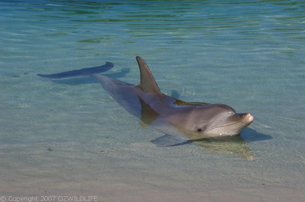 Bottlenose Dolphin | Tursiops truncatus photo