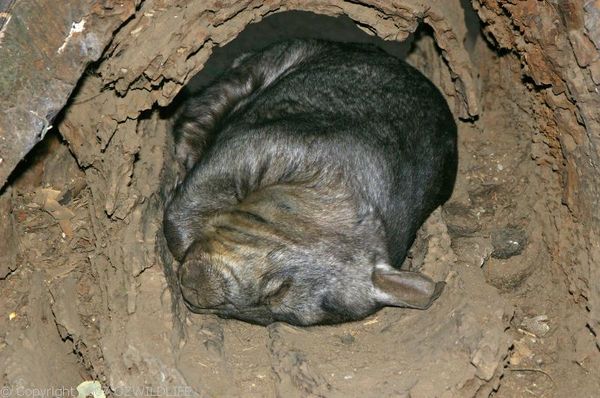 Southern Hairy-nosed Wombat | Lasiorhinus latifrons photo