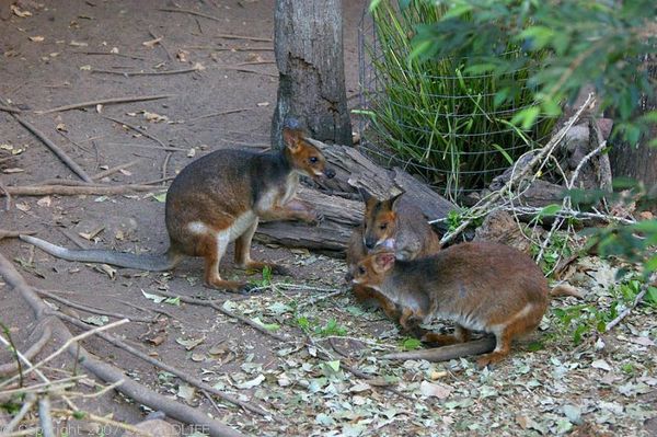 Red-legged Pademelon | Thylogale stigmatica photo