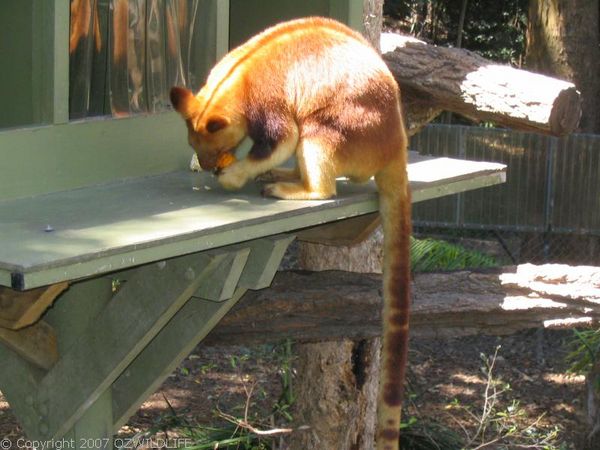 Goodfellow's Tree-kangaroo | Dendrolagus goodfellowi photo