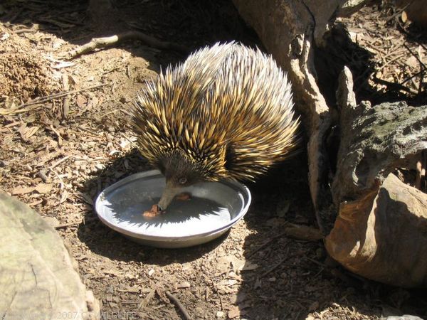 Short-beaked Echidna | Tachyglossus aculeatus photo