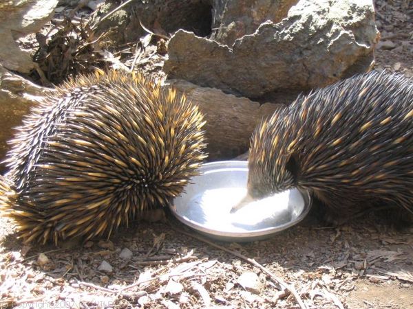 Short-beaked Echidna | Tachyglossus aculeatus photo