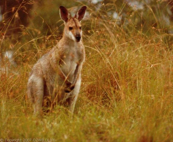 Red-necked Wallaby | Macropus rufogriseus photo