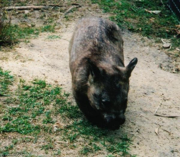 Southern Hairy-nosed Wombat | Lasiorhinus latifrons photo