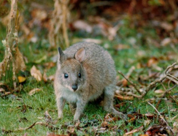 Red-necked Pademelon | Thylogale thetis photo