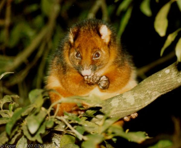 Common Ringtail Possum | Pseudocheirus peregrinus photo