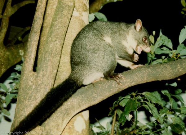 Mountain Brushtail Possum | Trichosurus cunninghami photo