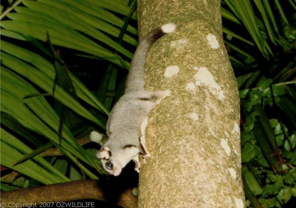 Sugar Glider | Petaurus breviceps photo