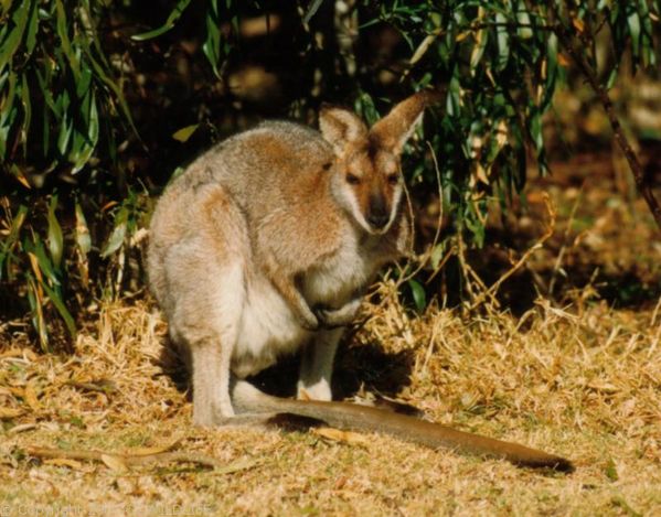 Red-necked Wallaby | Macropus rufogriseus photo