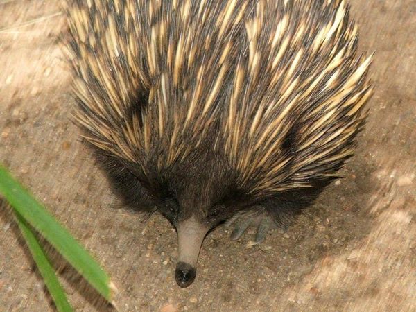 Short-beaked Echidna | Tachyglossus aculeatus photo