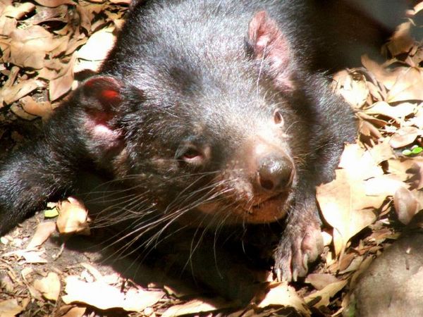 Tasmanian Devil | Sarcophilus harrisii photo