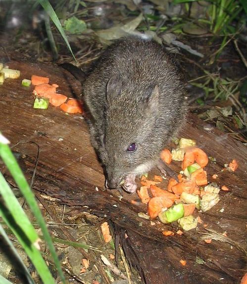 Long-nosed Potoroo | Potorous tridactylus photo