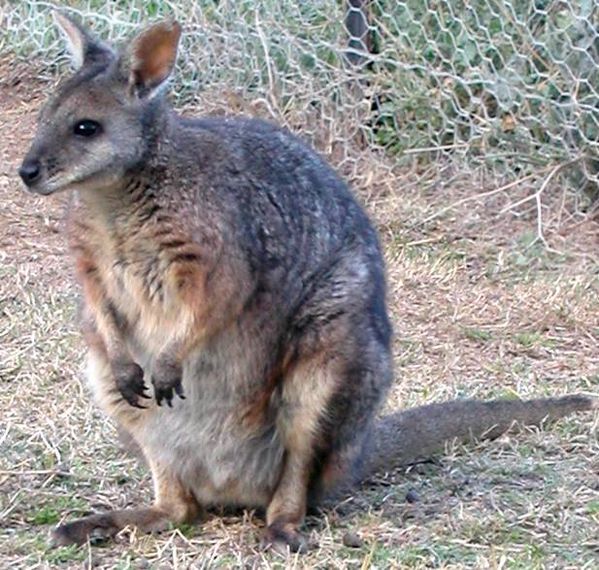 Tammar Wallaby | Macropus eugenii photo