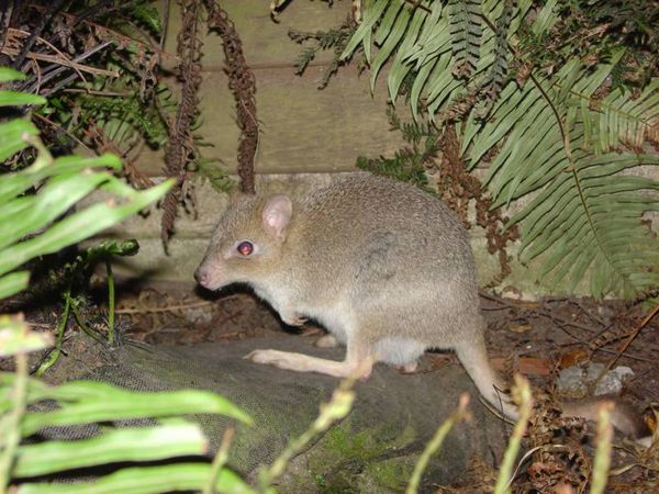 Tasmanian Bettong | Bettongia gaimardi photo