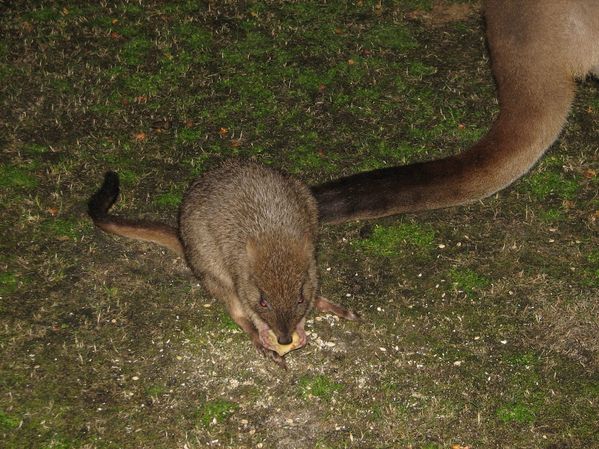 Brush-tailed Bettong | Bettongia penicillata photo