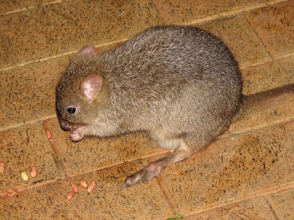 Brush-tailed Bettong | Bettongia penicillata photo