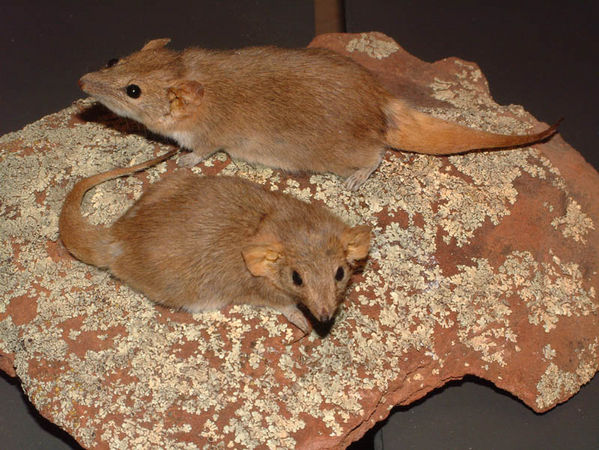 Fat-tailed False Antechinus | Pseudantechinus macdonnelliensis photo