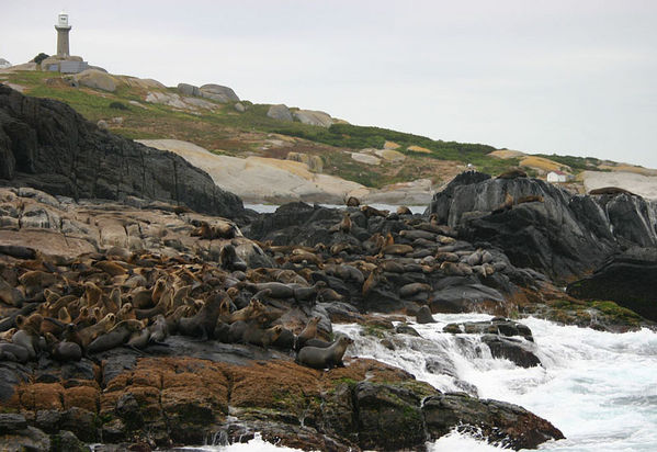 Australian Fur Seal | Arctocephalus pusillus photo