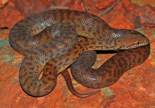 Pygmy python | Antaresia perthensis photo