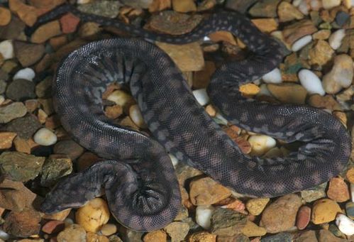 Arafura File Snake | Acrochordus arafurae photo