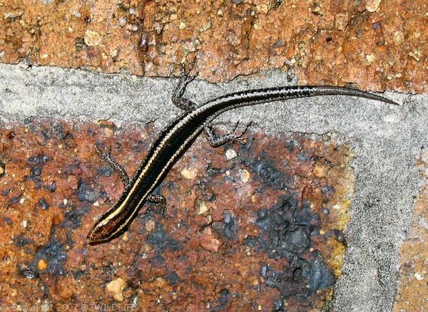 Wall Skink | Cryptoblepharus virgatus photo