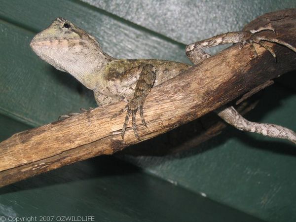 Southern Angle-headed Dragon | Hypsilurus spinipes photo