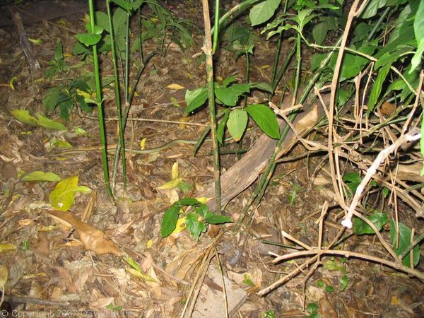 Green Tree Snake Dendrelaphis Punctulata