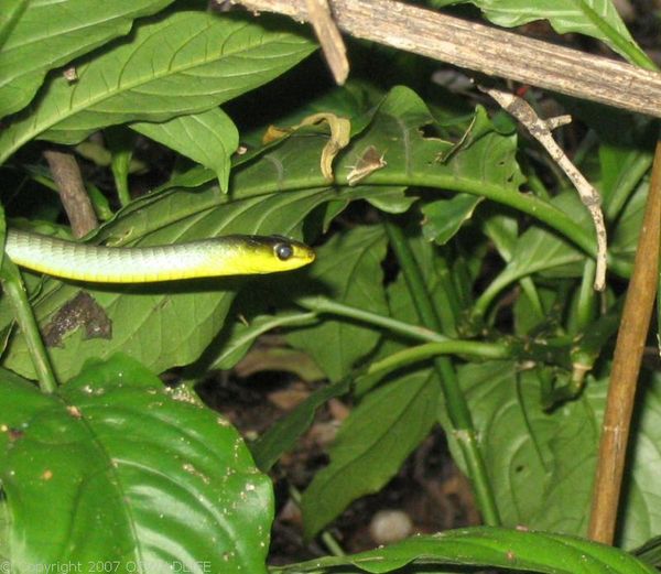 Green Tree Snake Dendrelaphis Punctulata