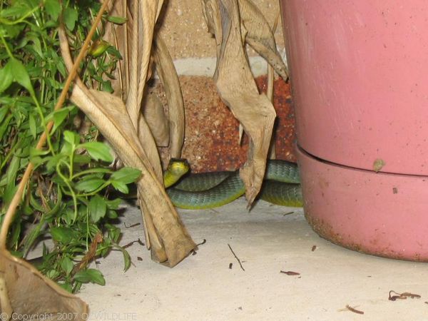 Green Tree Snake | Dendrelaphis punctulata photo