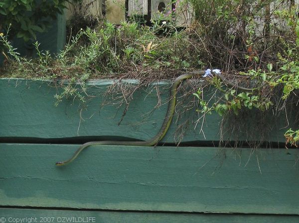 Green Tree Snake | Dendrelaphis punctulata photo