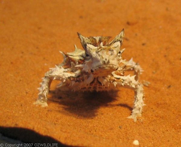 Thorny Devil | Moloch horridus photo