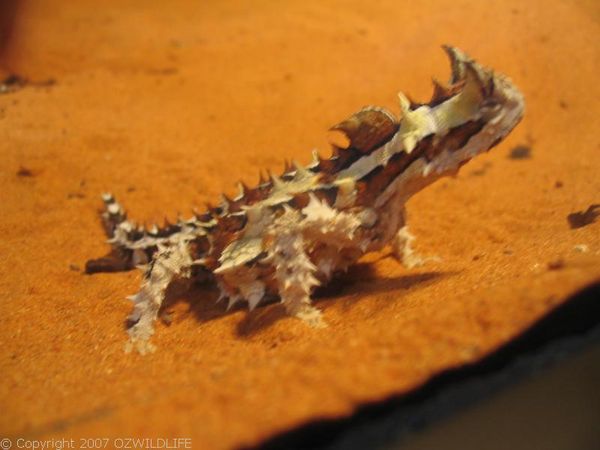 Thorny Devil (Moloch horridus)