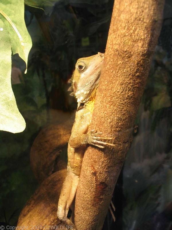 Boyd's Forest Dragon | Hypsilurus boydii photo