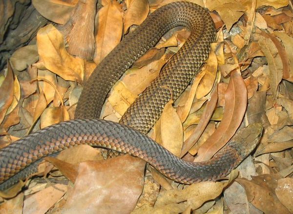 Lowland Copperhead | Austrelaps superbus photo