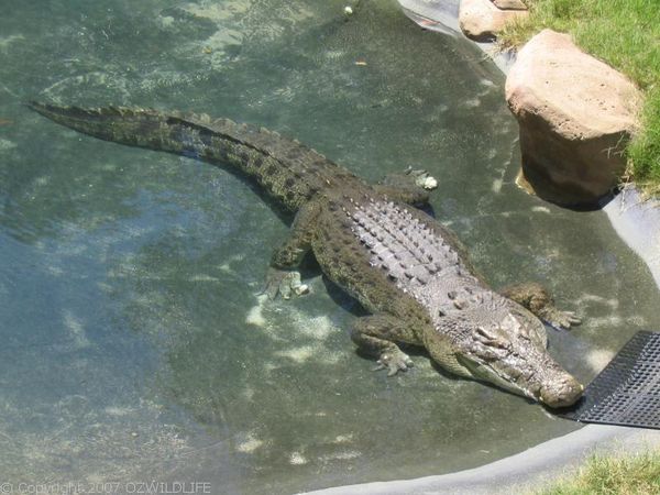 Saltwater Crocodile | Crocodylus porosus photo