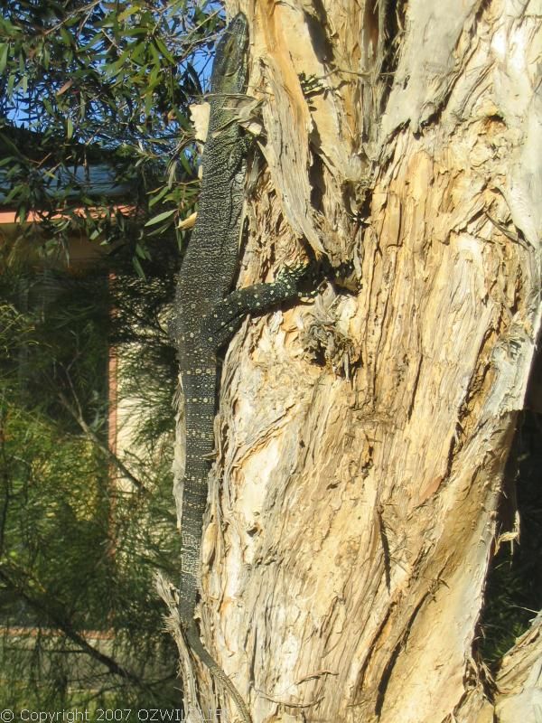 Lace Monitor / Goanna | Varanus varius photo