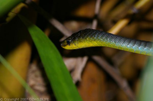 Green Tree Snake Dendrelaphis Punctulata