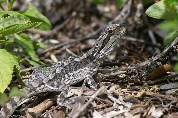 Bearded Dragon | Pogona barbata photo