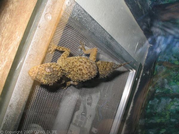 Broad-tailed Gecko | Phyllurus platurus photo