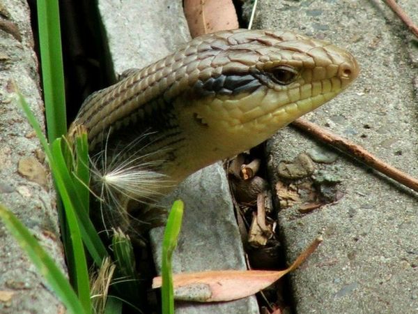 Common Blue Tongue | Tiliqua scincoides photo