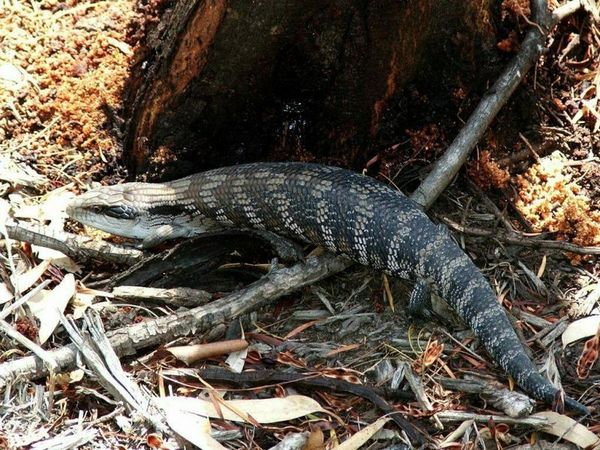 Common Blue Tongue | Tiliqua scincoides photo