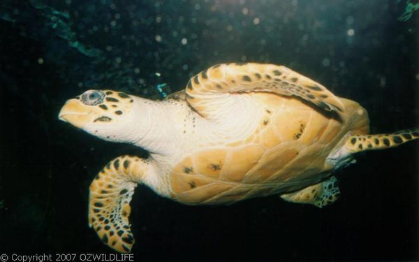 Green Turtle | Chelonia mydas photo