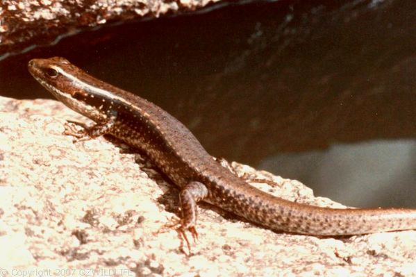 Eastern Water Skink | Eulamprus quoyii photo