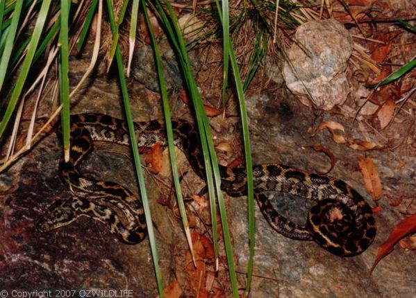 Carpet Python | Morelia spilota photo