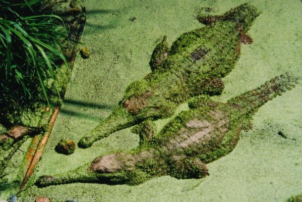 Freshwater Crocodile | Crocodylus johnstoni photo